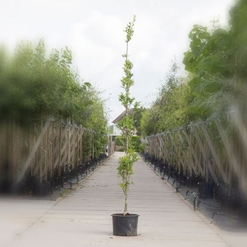 Quercus palustris 'Green Pillar'